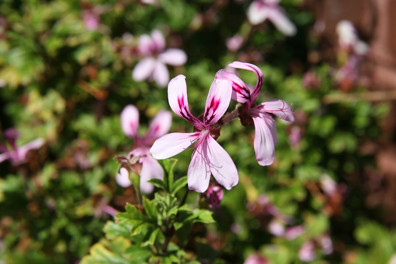Pelargonium pseudoglutinosum: Location taken: the United States National Arboretum, Washington D.C.. Names: Pelargonium pseudoglutinosum R.Knuth, Scented Geraniu Classification: Plantae > Ma