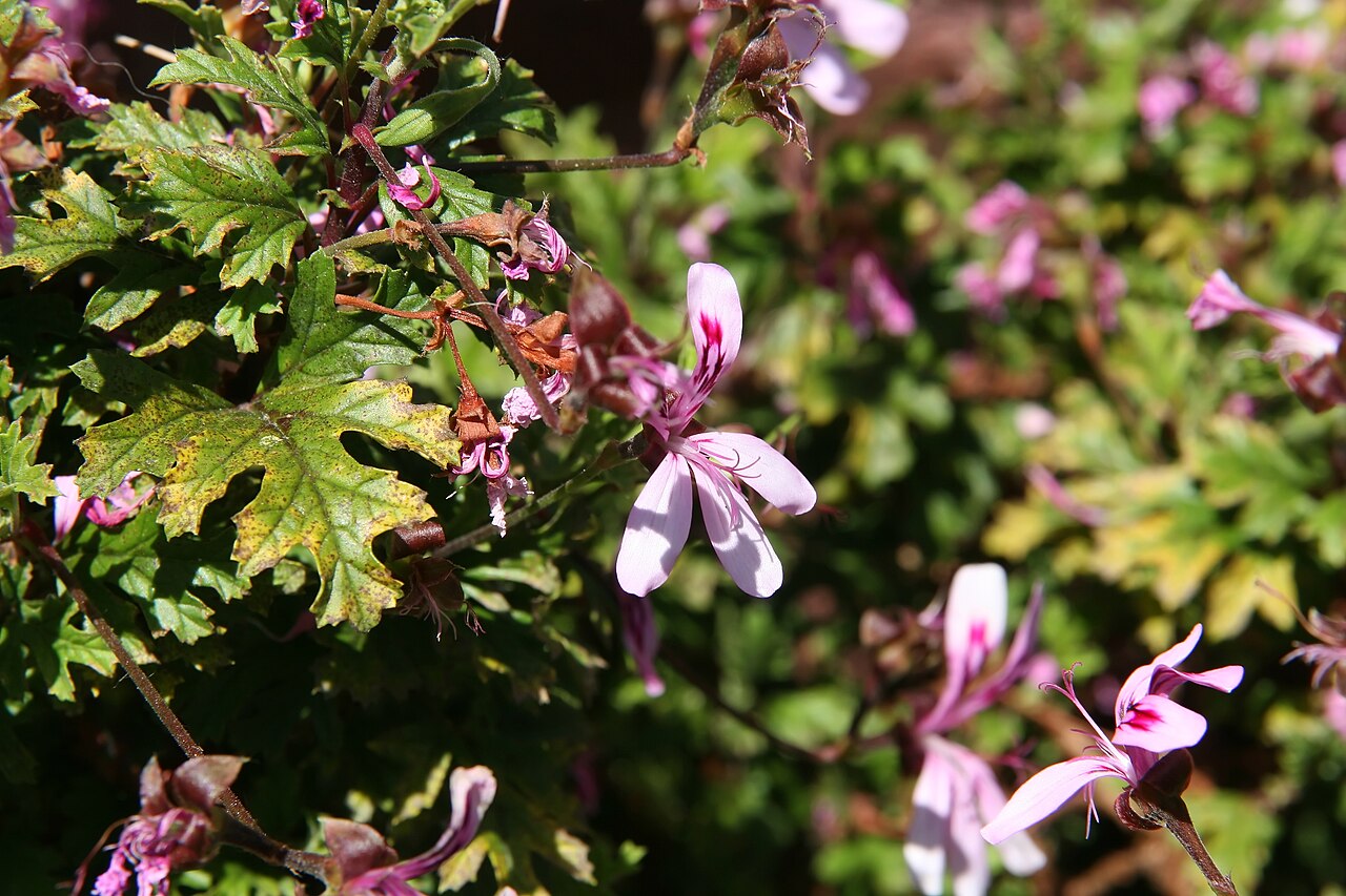 Pelargonium pseudoglutinosum: Location taken: the United States National Arboretum, Washington D.C.. Names: Pelargonium pseudoglutinosum R.Knuth, Scented Geraniu Classification: Plantae > Ma