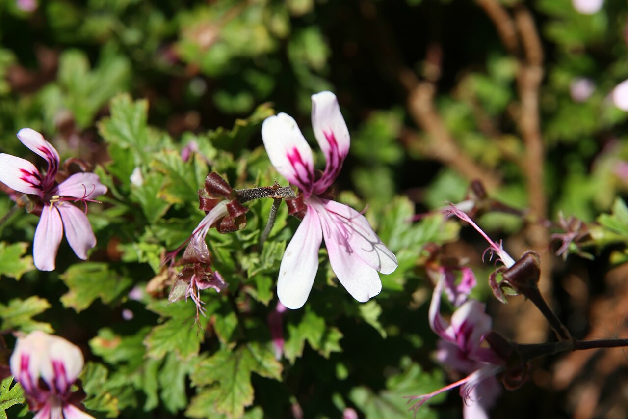 Pelargonium pseudoglutinosum: Location taken: the United States National Arboretum, Washington D.C.. Names: Pelargonium pseudoglutinosum R.Knuth, Scented Geraniu Classification: Plantae > Ma