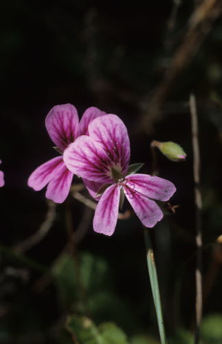 Pelargonium pseudosetulosum (Pelargonium pseudosetulosum)