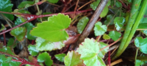 Pelargonium pseudosetulosum (Pelargonium pseudosetulosum)