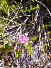 Pelargonium pseudosetulosum (Pelargonium pseudosetulosum)