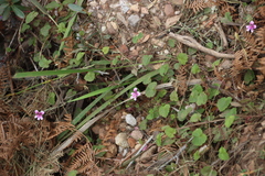 Pelargonium pseudosetulosum (Pelargonium pseudosetulosum)