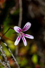 Pelargonium pseudosetulosum (Pelargonium pseudosetulosum)
