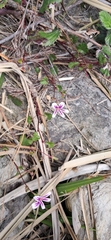 Pelargonium pseudosetulosum (Pelargonium pseudosetulosum)