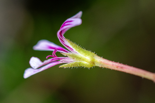 Pelargonium pseudosetulosum (Pelargonium pseudosetulosum)