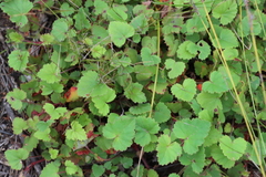 Pelargonium pseudosetulosum (Pelargonium pseudosetulosum)