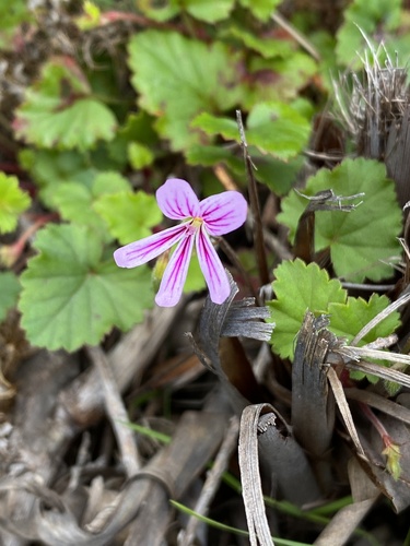 Pelargonium pseudosetulosum (Pelargonium pseudosetulosum)