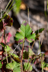 Pelargonium pseudosetulosum (Pelargonium pseudosetulosum)