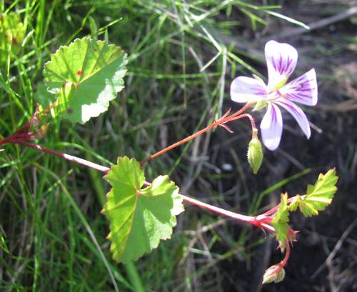 Pelargonium pseudosetulosum (Pelargonium pseudosetulosum)