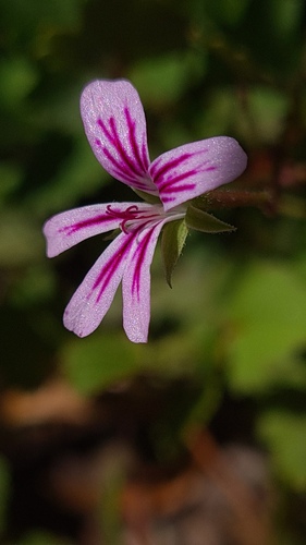 Pelargonium pseudosetulosum (Pelargonium pseudosetulosum)