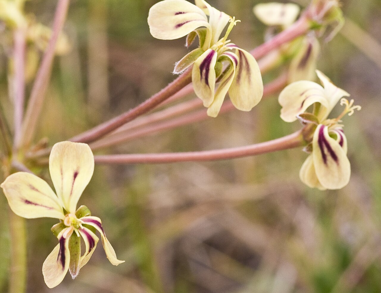 Pelargonium pulverulentum: Pelargonium pulverulentum