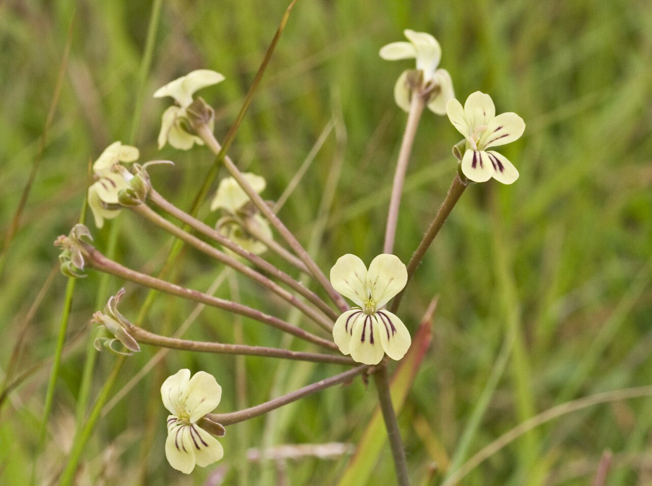 Pelargonium pulverulentum: Pelargonium pulverulentum