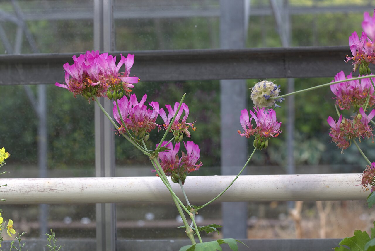 Pelargonium quercetorum: Pelargonium quercetorum in Gothenburg botanical garden. Plant id: 1997-0108 s Z -- Archibald