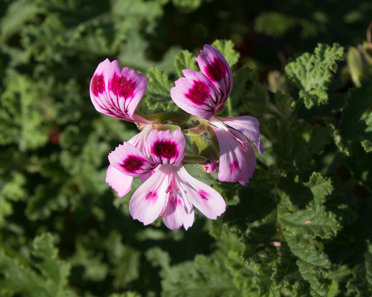 Oakleaf geranium: Pelargonium Fair Hellen - Pelargonium quercifolium - Parc Floral