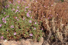 Oakleaf geranium (Pelargonium quercifolium)