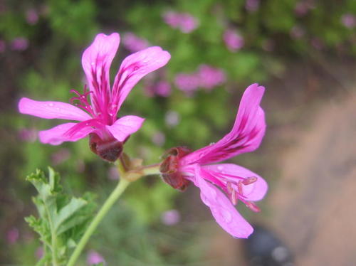 Oakleaf geranium (Pelargonium quercifolium)