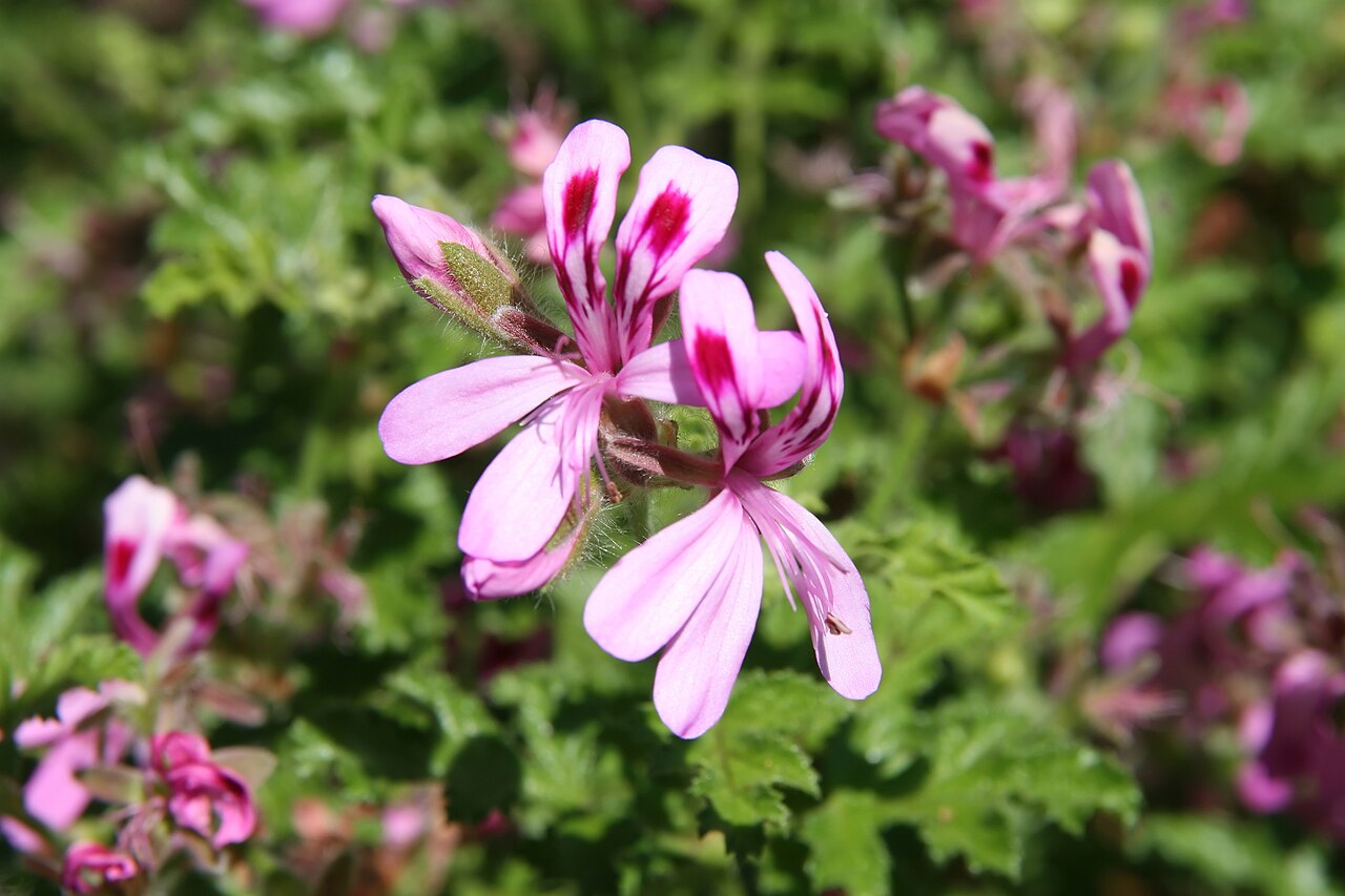 Oakleaf geranium: Location taken: the United States National Arboretum, Washington D.C.. Names: Pelargonium quercifolium 'Staghorn Oak' , Almond-Scented Geranium, Oak-Leaved Gera