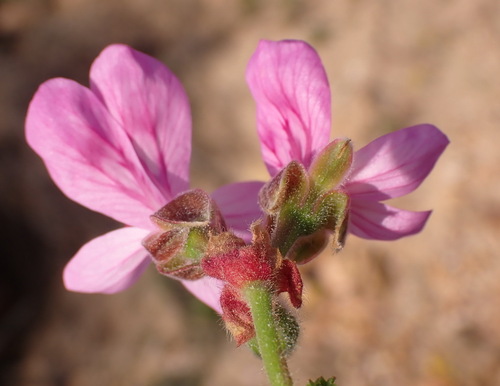 Oakleaf geranium (Pelargonium quercifolium)