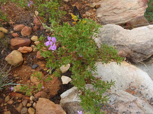 Oakleaf geranium (Pelargonium quercifolium)