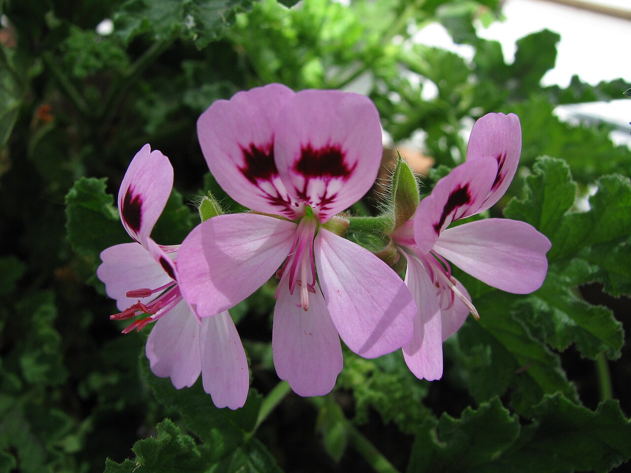Oakleaf geranium: A close up of the flower on a Pelargonium quercifolium cultivar 'Fair Ellen', commonly known as Scented Geranium. Growing in New Hampshire .