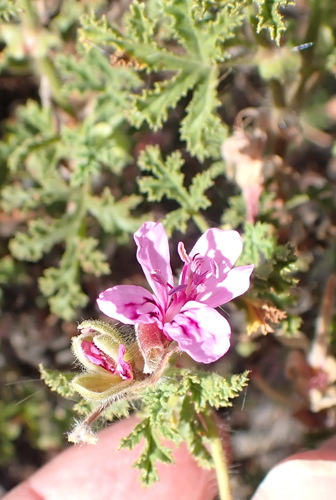 Oakleaf geranium (Pelargonium quercifolium)