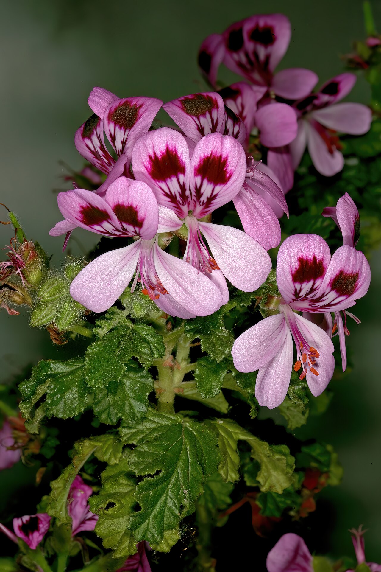 Oakleaf geranium: Pelargonium quercifolium , flowers; Caledon Wild Flower Show, Caledon, Western Cape, South Africa