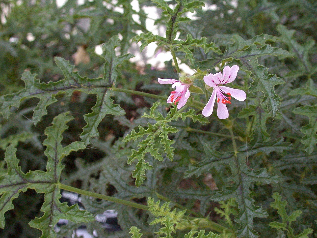 Oakleaf geranium: Specimen labelled: "Pelargonium quercifolium. Oak-leaved Pelargonium. Geraniaceae. Temp S Africa."