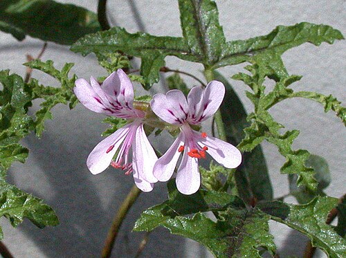 Oakleaf geranium: Specimen labelled: "Pelargonium quercifolium. Oak-leaved Pelargonium. Geraniaceae. Temp S Africa."