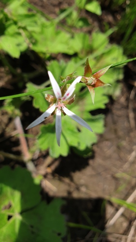 Pelargonium ranunculophyllum (Pelargonium ranunculophyllum)