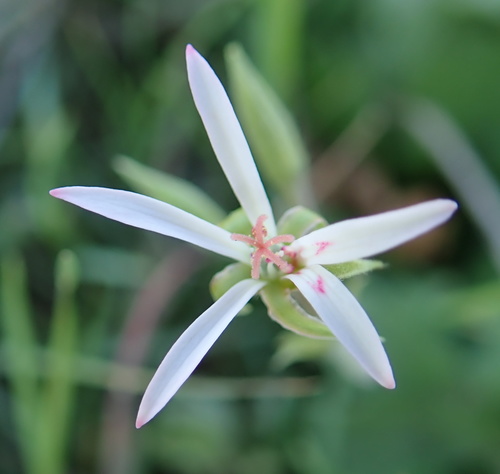 Pelargonium ranunculophyllum (Pelargonium ranunculophyllum)