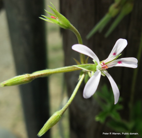 Pelargonium ranunculophyllum (Pelargonium ranunculophyllum)