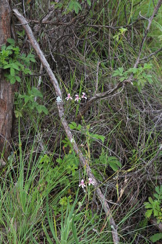 Pelargonium ranunculophyllum (Pelargonium ranunculophyllum)