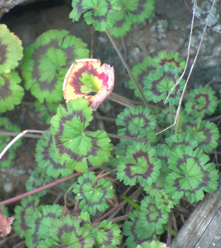 Pelargonium ranunculophyllum (Pelargonium ranunculophyllum)