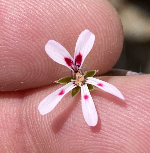 Pelargonium ranunculophyllum (Pelargonium ranunculophyllum)