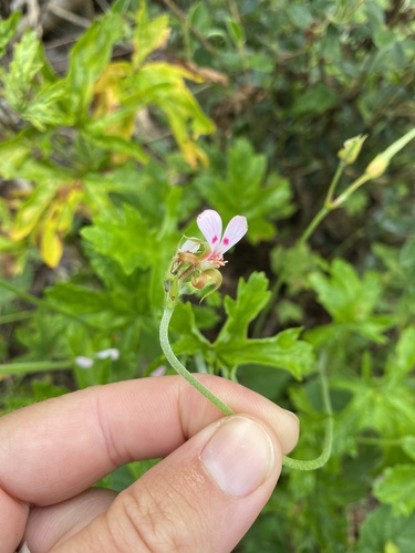 Pelargonium ranunculophyllum (Pelargonium ranunculophyllum)