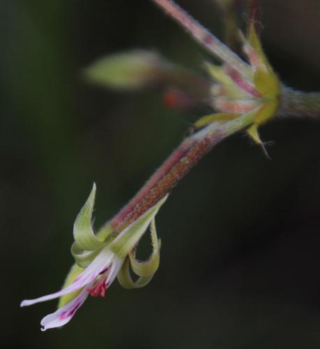 Pelargonium ranunculophyllum (Pelargonium ranunculophyllum)