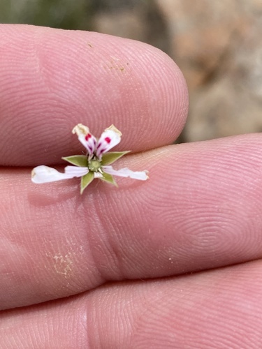 Pelargonium ranunculophyllum (Pelargonium ranunculophyllum)
