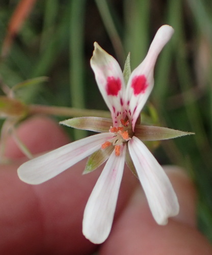 Pelargonium ranunculophyllum (Pelargonium ranunculophyllum)