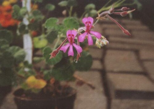 Kidney-leaved pelargoni: Blüten von Pelargonium reniforme CURT., einjährig, Berlin