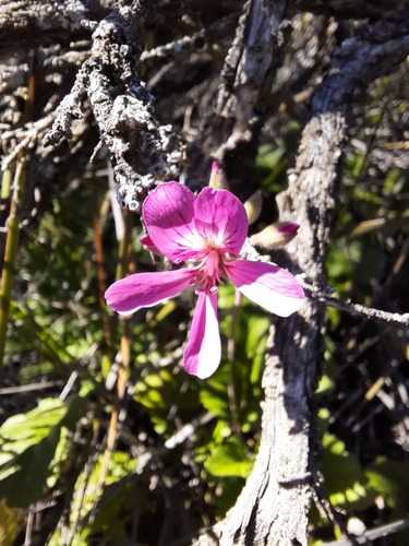 Pelargonium rodneyanum (Pelargonium rodneyanum)