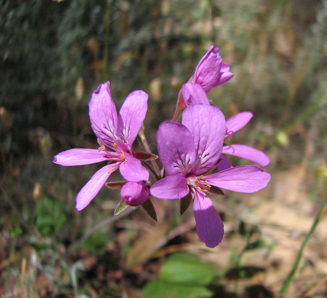 Pelargonium rodneyanum: Pelargonium rodneyanum , Walmer State Forest, Victoria, Australia