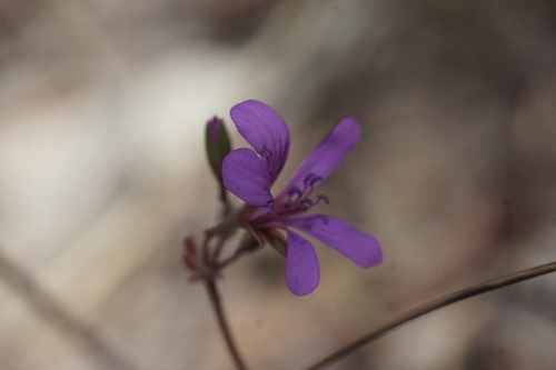 Pelargonium rodneyanum (Pelargonium rodneyanum)