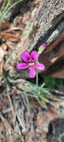 Pelargonium rodneyanum (Pelargonium rodneyanum)