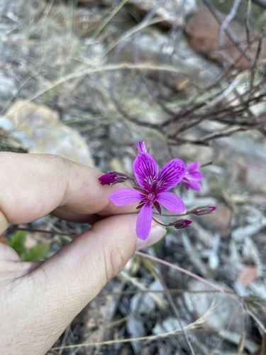 Pelargonium rodneyanum (Pelargonium rodneyanum)