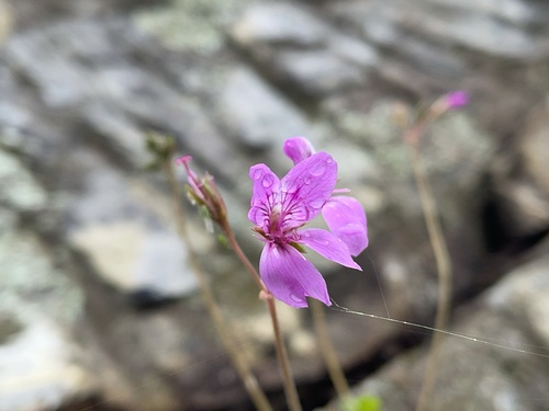 Pelargonium rodneyanum (Pelargonium rodneyanum)