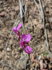 Pelargonium rodneyanum (Pelargonium rodneyanum)