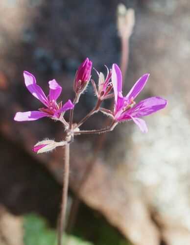 Pelargonium rodneyanum (Pelargonium rodneyanum)