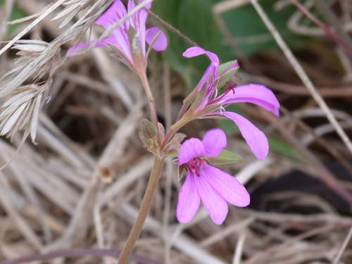 Pelargonium rodneyanum (Pelargonium rodneyanum)