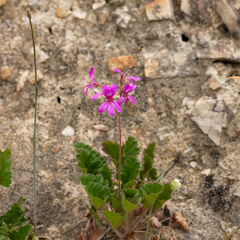 Pelargonium rodneyanum (Pelargonium rodneyanum)